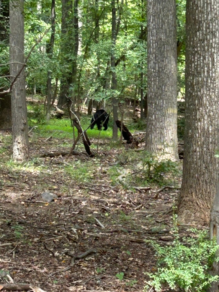 Black bears spotted in the woods near the Upper Potomac River